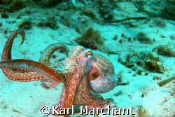 Dancing Octopus by Karl Marchant 